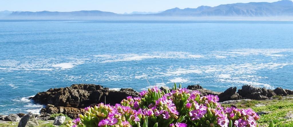 Kleinzee Oceanfront Guesthouse Gansbaai Extérieur photo